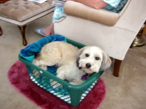 He slept in a laundry basket